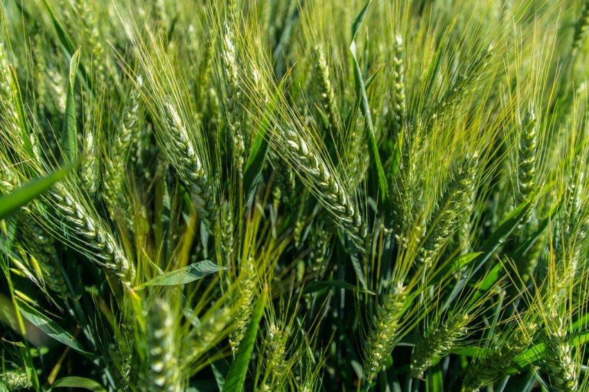 Російські аграрії мають намір «підсадити» Кувейт на свою кукурудзу і пшеницю