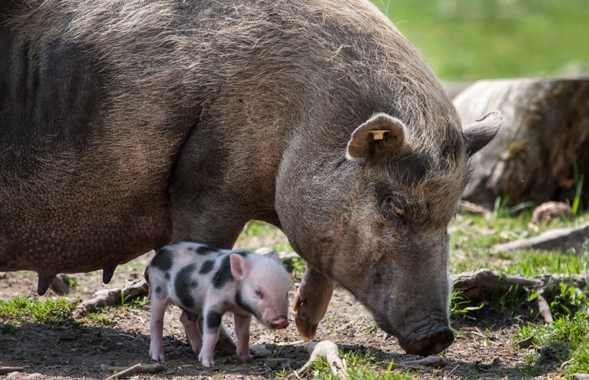 Приморське свинарство воскресає після масової атаки ящуру