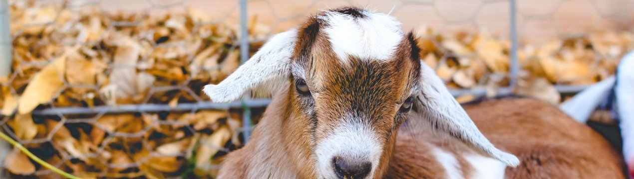 На ростовських просторах «тануть» свині, кози і вівці