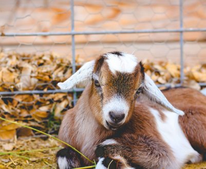 На ростовських просторах «тануть» свині, кози і вівці