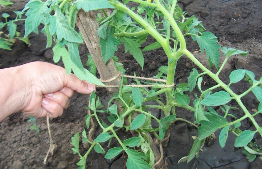 Підв'язування кущів