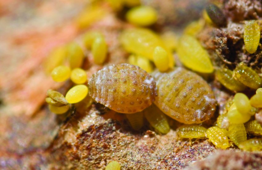 Араратський виноград атакує філоксера