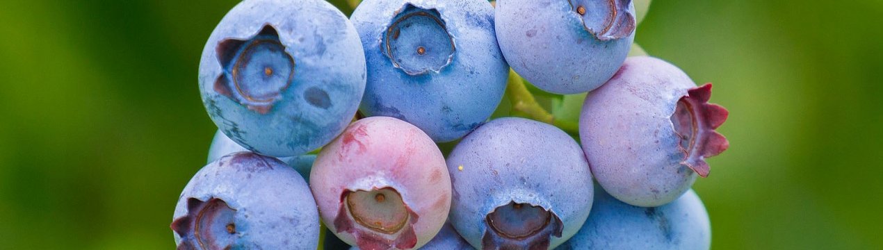 Голубика Сиерра: характеристика сорта и тонкости выращивания