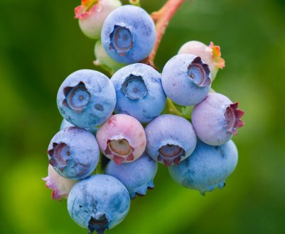 Лохина Сієрра: характеристика сорту і тонкощі вирощування