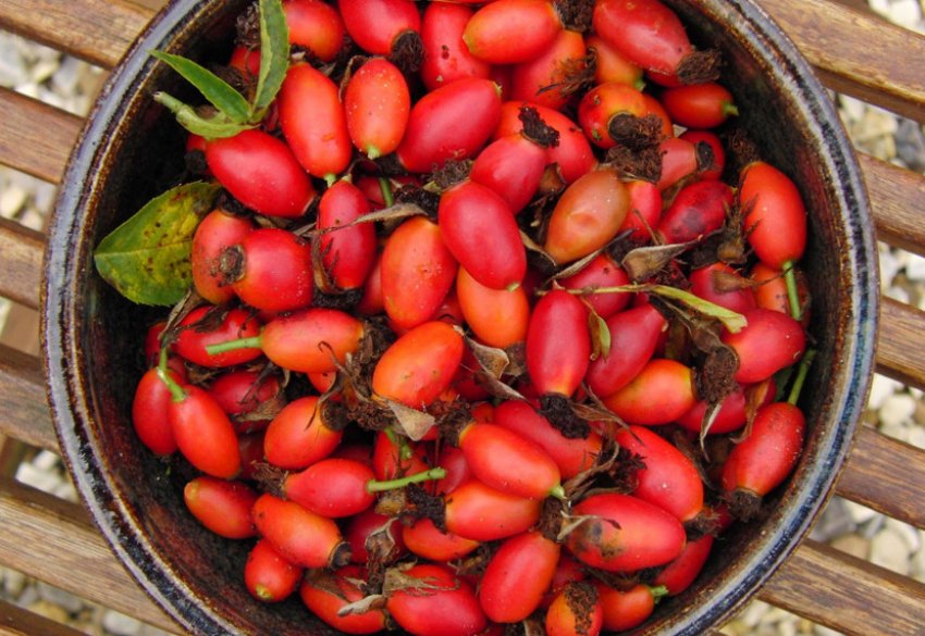 Плоди шипшини