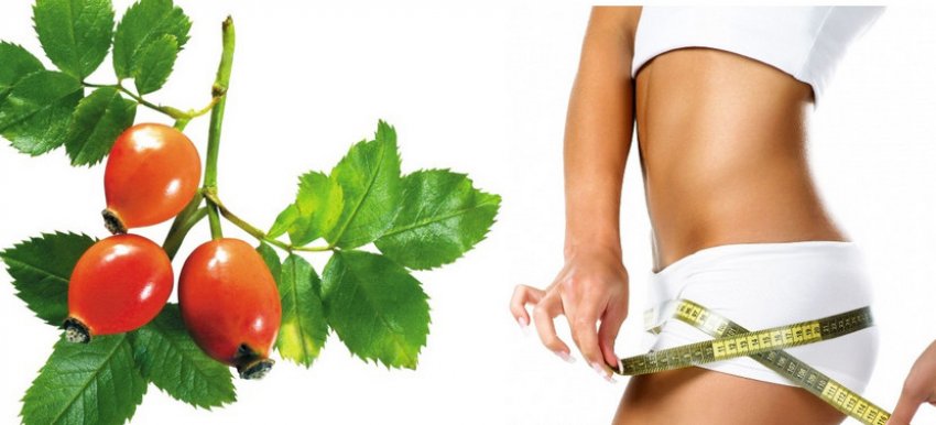 Шиповник для похудения польза и вред thumbnail