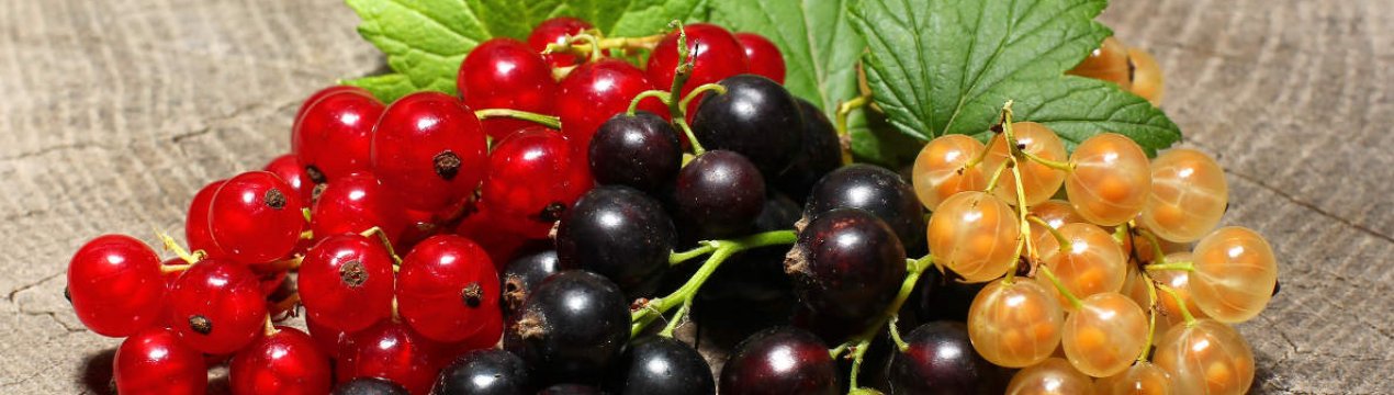 Британські вчені створюють смородину для теплого клімату