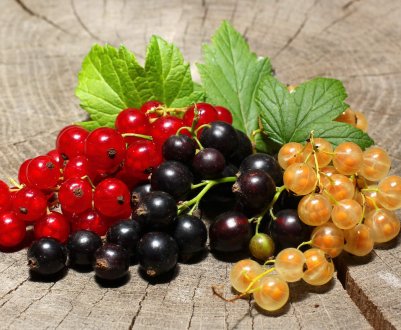 Британські вчені створюють смородину для теплого клімату