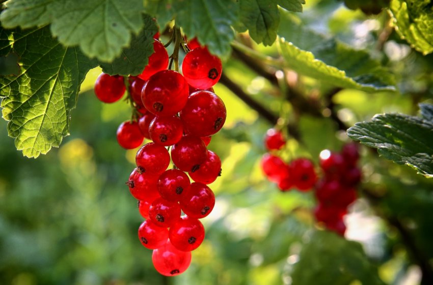 Британські вчені створюють смородину для теплого клімату Британські вчені створюють смородину для теплого клімату