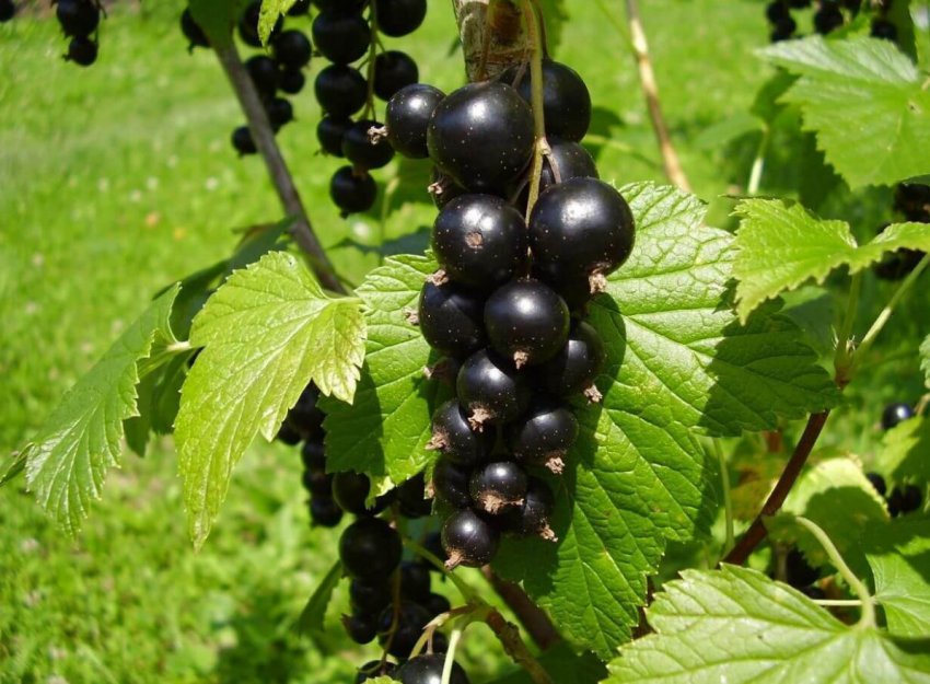 Британські вчені створюють смородину для теплого клімату Британські вчені створюють смородину для теплого клімату