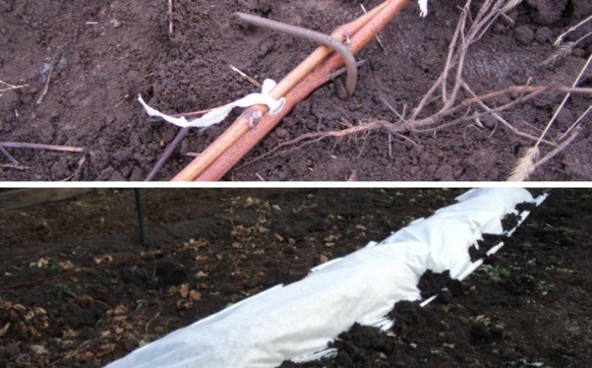 Пригинання і укриття лохини на зиму Пригинання і укриття лохини на зиму