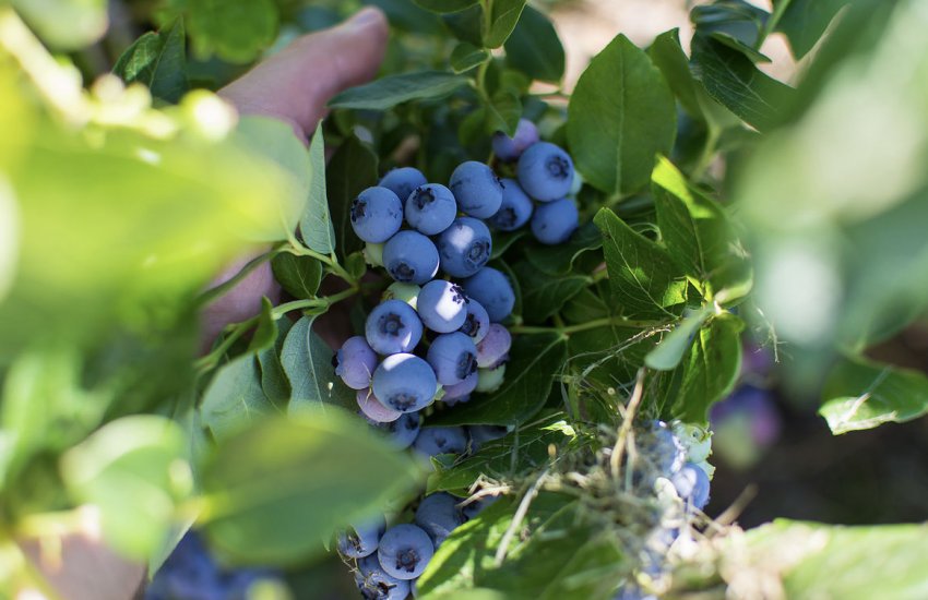 Збір ягід лохини Збір ягід лохини