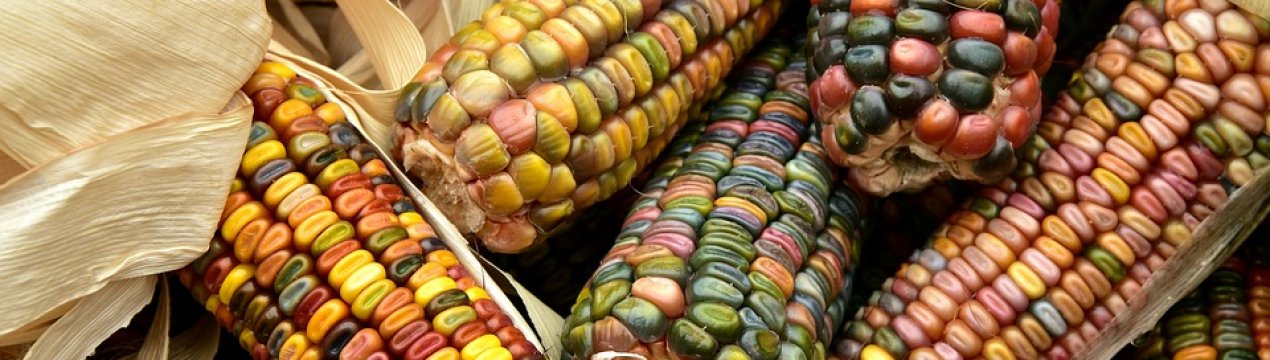 Армійський черв'як атакує Індії