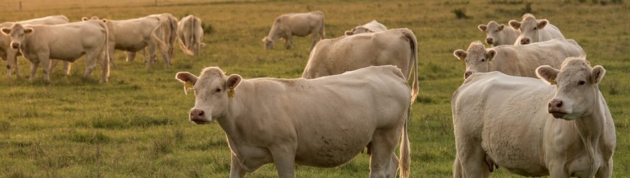 У Казахстані відкрився завод з виробництва мармурової яловичини