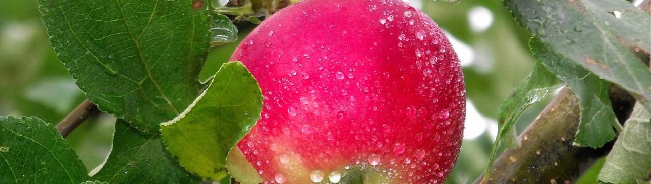 Вчені із США створили автономний комбайн для збирання яблук