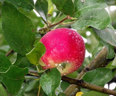 Вчені із США створили автономний комбайн для збирання яблук