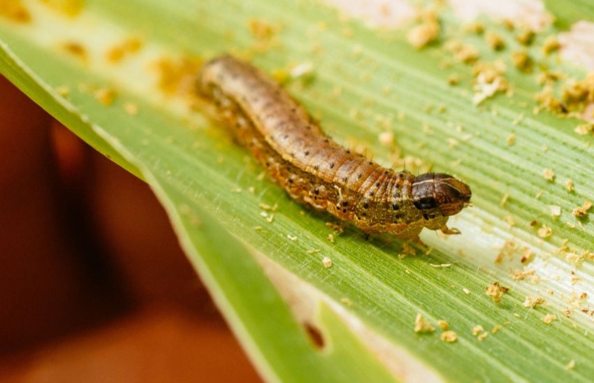 Армійський черв'як атакує Індію Армійський черв'як атакує Індію