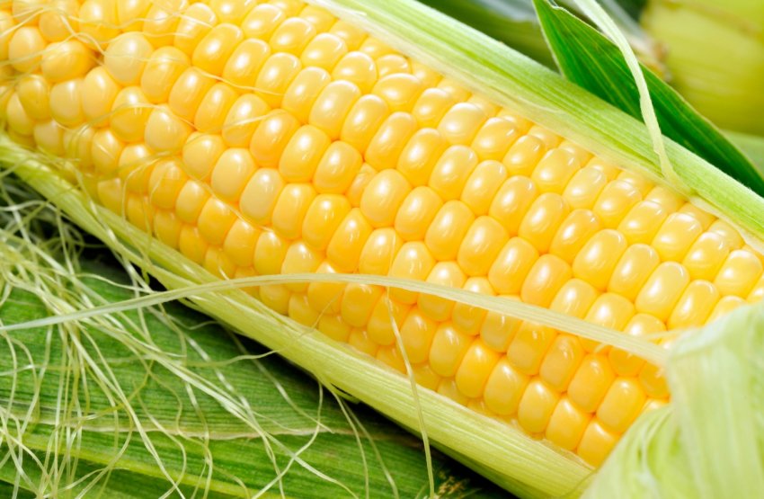 Армійський черв'як атакує Індію Армійський черв'як атакує Індію