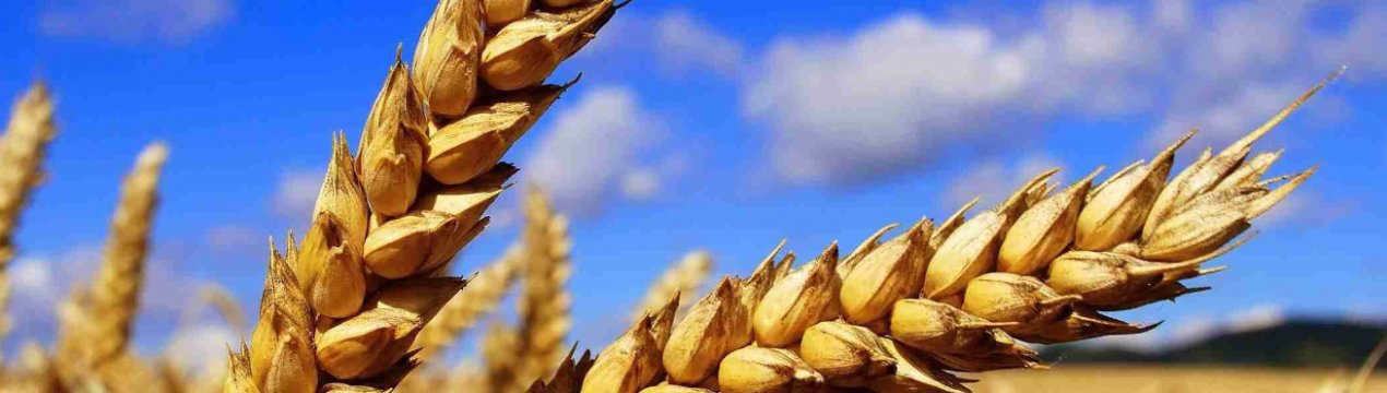 Хороший урожай і брак транспорту – прогнози експертів для України