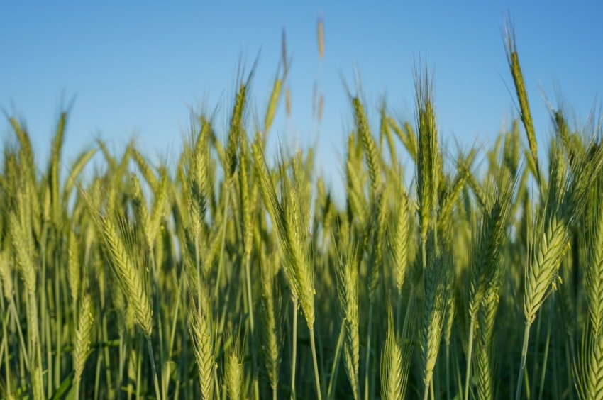 Хороший урожай і брак транспорту – прогнози експертів для України Хороший урожай і брак транспорту – прогнози експертів для України