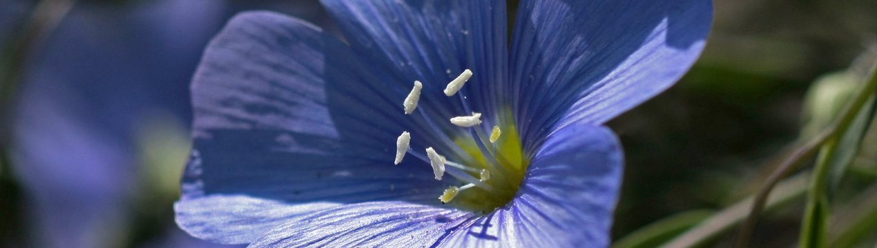 Удмуртські аграрії змінили перебирання на косіння