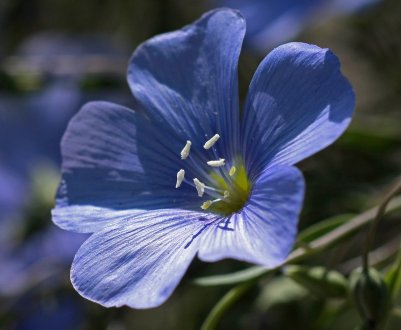 Удмуртські аграрії змінили перебирання на косіння