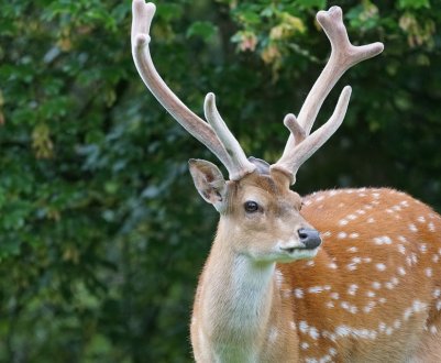 Єдина в Україні ферма плямистих оленів перебуває на Закарпатті