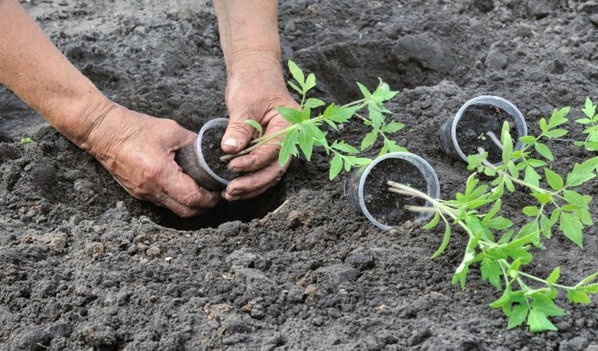 Томат Дамські пальчики