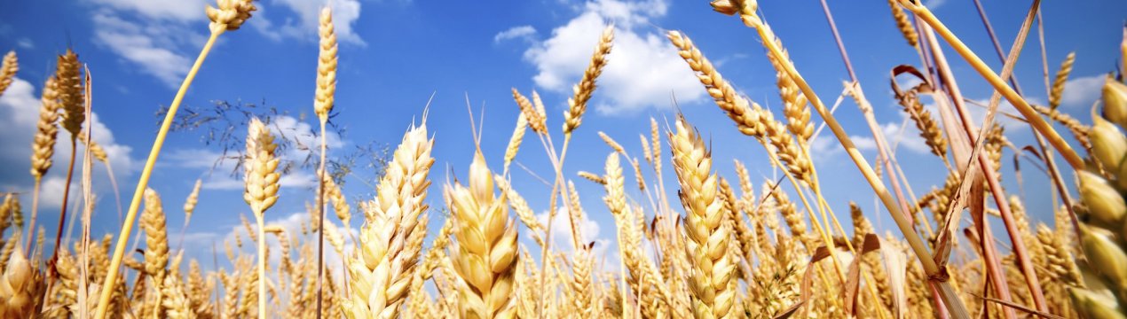 Російський прем'єр задоволений перебігом кампанії врожайною