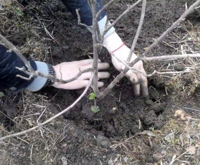 Як правильно посадити смородину восени, терміни, підготовка