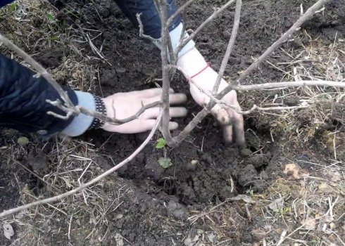 Як правильно посадити смородину восени, терміни, підготовка