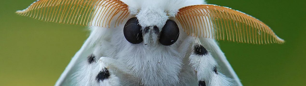 Кіровоградська область бореться з карантинними організмами