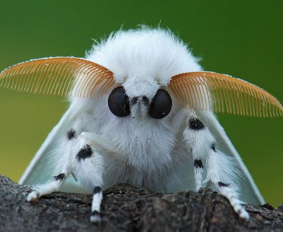 Кіровоградська область бореться з карантинними організмами