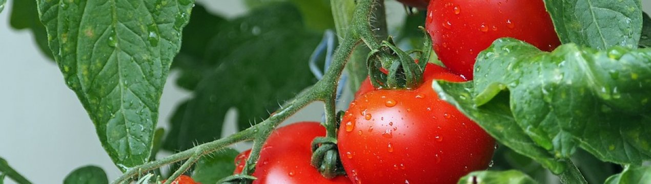 У Великобританії вперше з'явилася спалах вірусу морщинистого плода томата