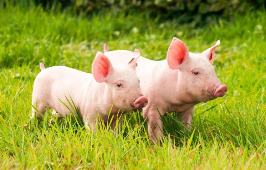 Британські фермери вимагають підвищити кількість собак, які допомагають боротися зі свинячою чумою Британські фермери вимагають підвищити кількість собак, які допомагають боротися зі свинячою чумою
