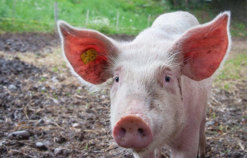 Британські фермери вимагають підвищити кількість собак, які допомагають боротися зі свинячою чумою Британські фермери вимагають підвищити кількість собак, які допомагають боротися зі свинячою чумою
