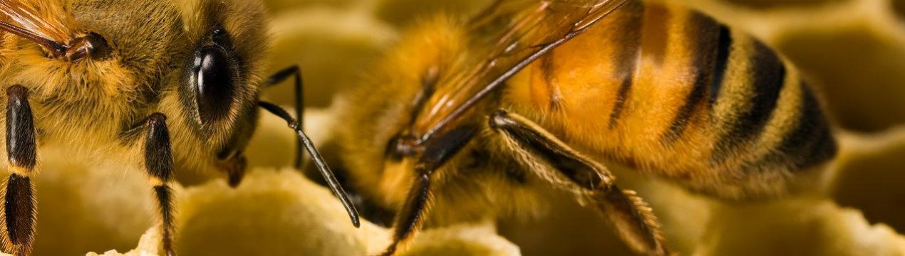 Волинський бджоляр звинувачує у загибелі бджіл місцевих аграріїв