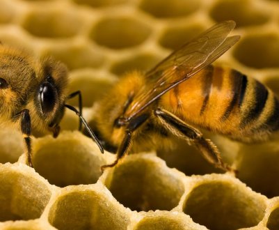 Волинський бджоляр звинувачує у загибелі бджіл місцевих аграріїв