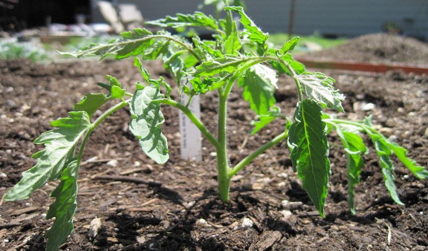 Томат Дамські пальчики