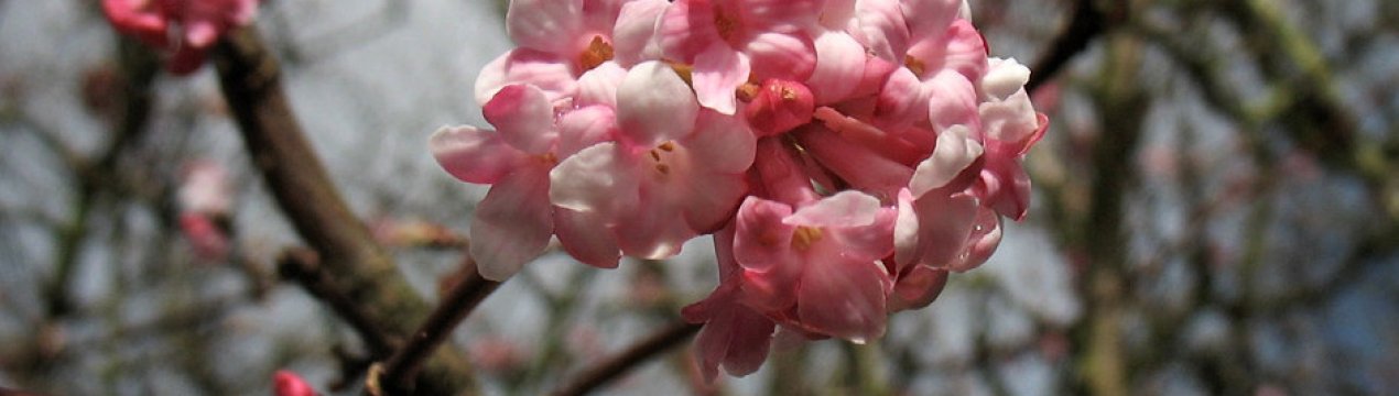 Калина Фаррера: характеристика сорту і тонкощі вирощування