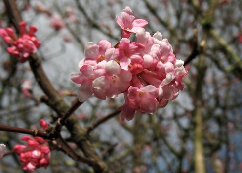 Калина Фаррера: характеристика сорту і тонкощі вирощування