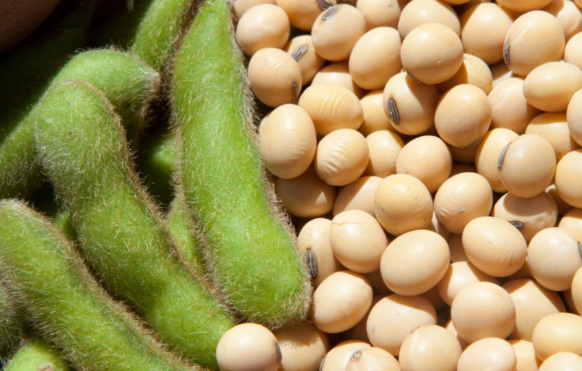 Зниження білка в бразильської сої може призвести до торгової катастрофі Зниження білка в бразильської сої може призвести до торгової катастрофі