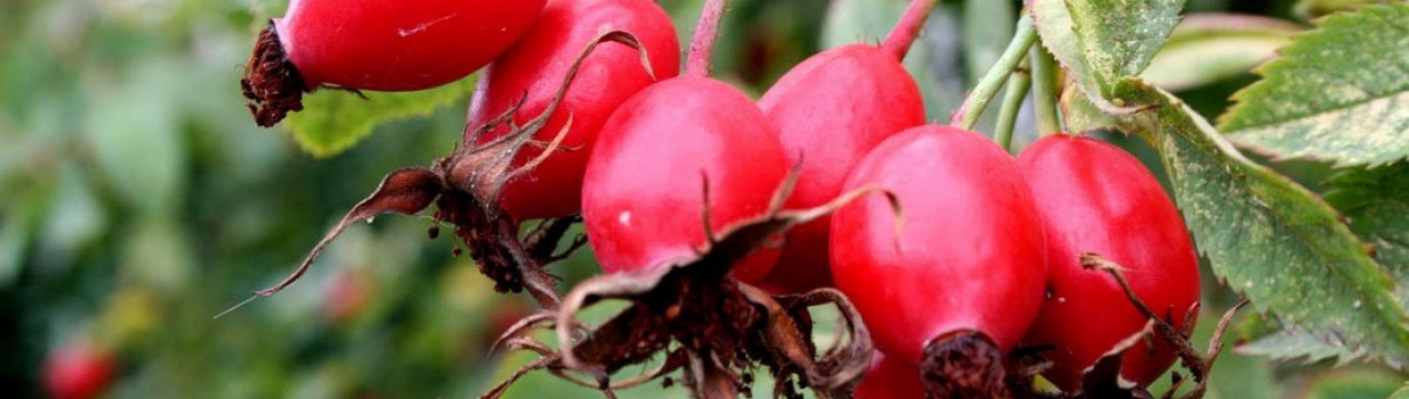 Шипшина для дітей