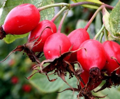 Шипшина для дітей