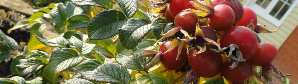 Шипшина травневий Яблучний: вирощування, користь і шкода