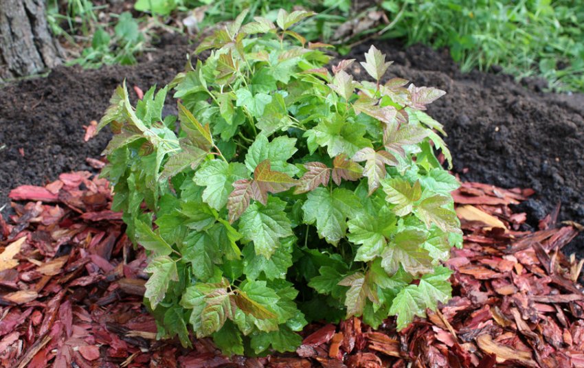 Калина сорти Нанум