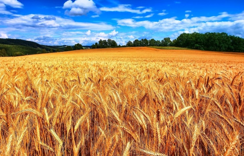 Російські аграрії повільно, але впевнено підвищують експорт зерна до Грузії