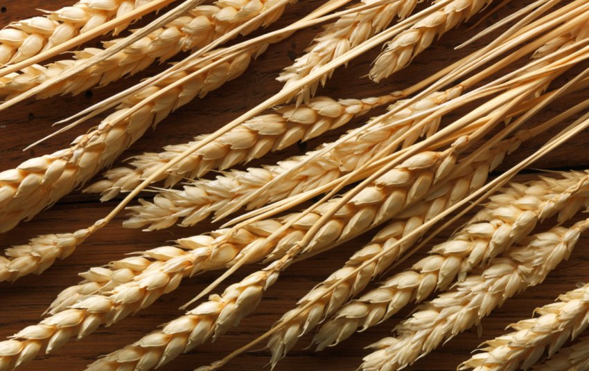 Російські аграрії повільно, але впевнено підвищують експорт зерна до Грузії