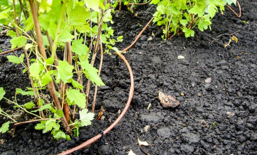 Крапельний полив калини