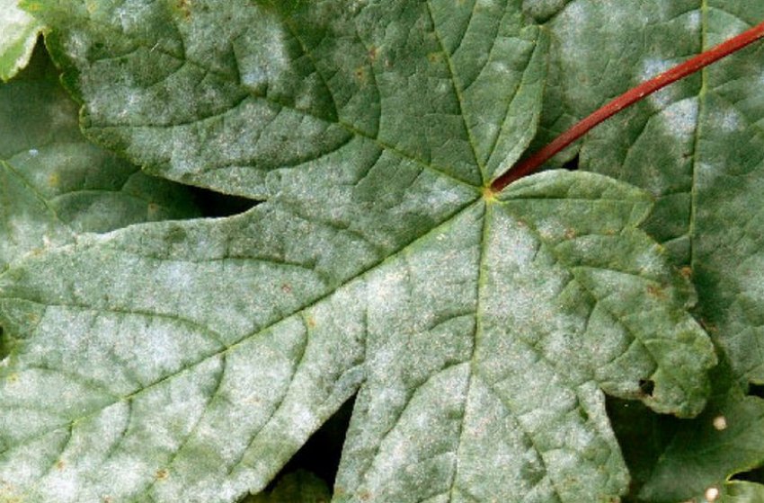 Борошниста роса на листі